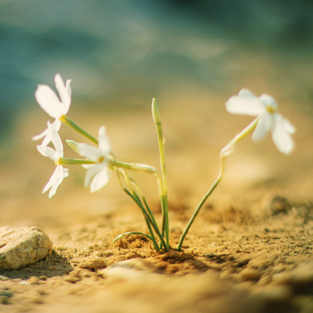 Rector's Letter For January 2026